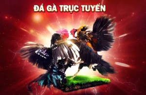 Đá Gà 79SODO Trận Đấu Kịch Tính Trực Tiếp Từ Trường Gà